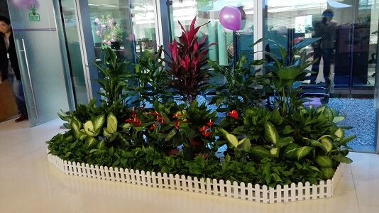 温州植物租赁